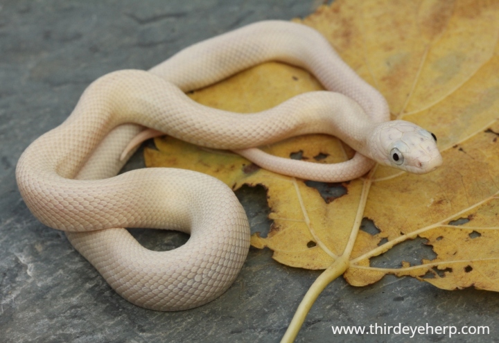 Texas Rat Snake